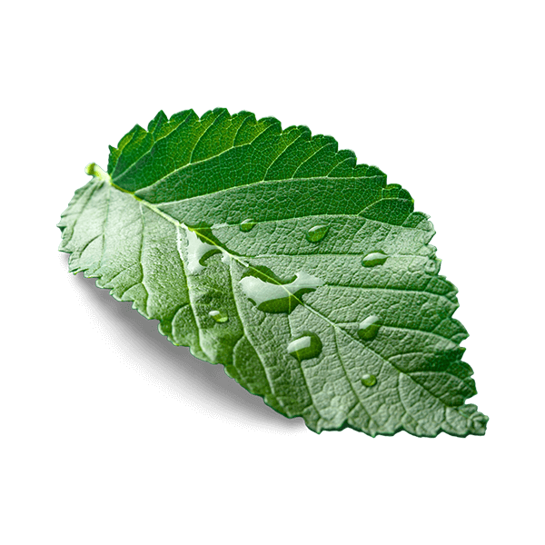Isolated green leaf against a transparent background, symbolizing the natural benefits of incentives and rebates for sustainable solutions.